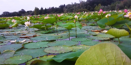 Lo stupore dei fiori di loto visti da un luogo millenario: l’Isolino Virginia sul lago di Varese. Una gita delicata e semplice per tutti.